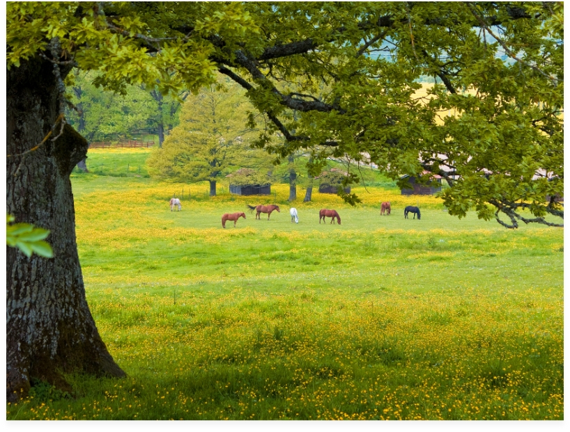 Cavalli a Staffoli in Molise